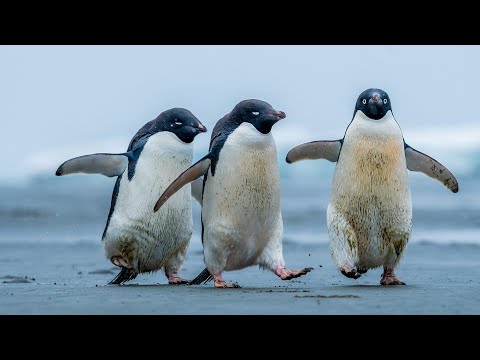 Antarctica VLOG #6 - První týden na Antarktidě